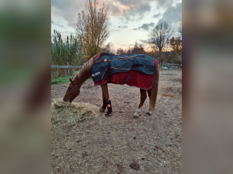 Ungarisches Sportpferd Wallach 7 Jahre 178 cm Dunkelfuchs in Balatonfüred