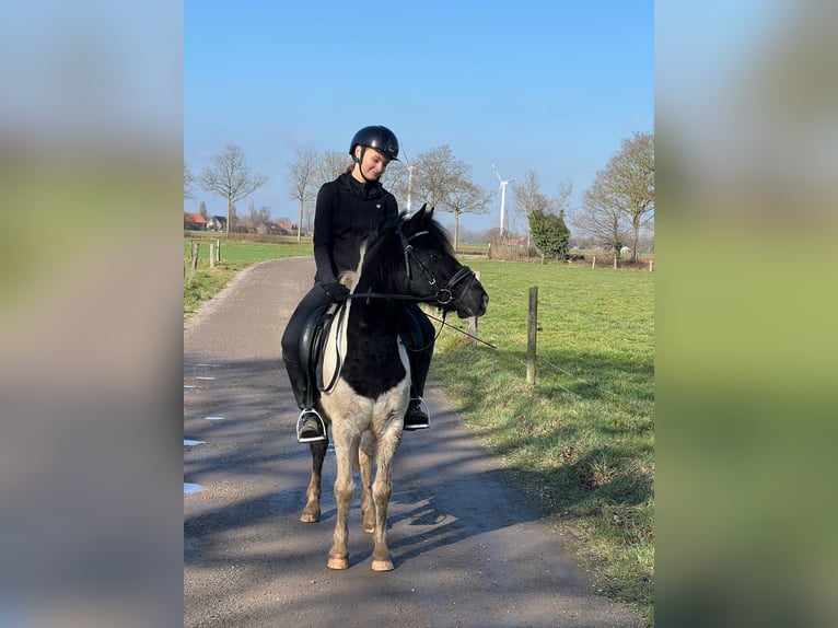 Ungarisches Sportpferd Wallach 8 Jahre 130 cm Schecke in Straelen