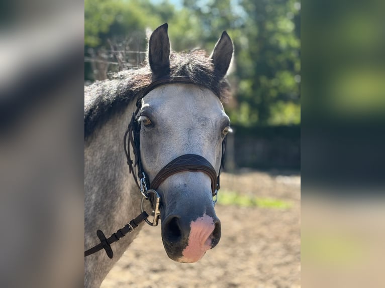 Ungarisches Sportpferd Wallach 8 Jahre 139 cm Schimmel in Langenzersdorf
