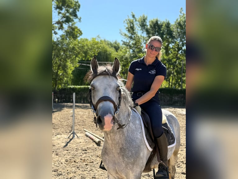 Ungarisches Sportpferd Wallach 8 Jahre 139 cm Schimmel in Langenzersdorf