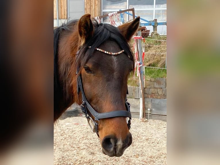 Ungarisches Sportpferd Wallach 8 Jahre 148 cm Brauner in Postmünster