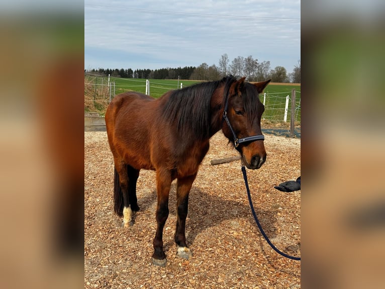 Ungarisches Sportpferd Wallach 8 Jahre 148 cm Brauner in Postmünster
