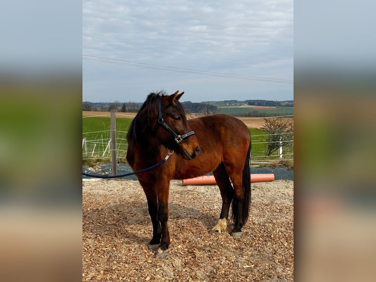 Ungarisches Sportpferd Wallach 8 Jahre 148 cm Brauner in Postmünster
