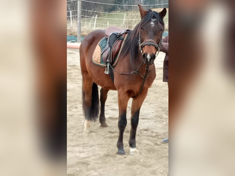 Ungarisches Sportpferd Wallach 8 Jahre 148 cm Brauner in Postmünster