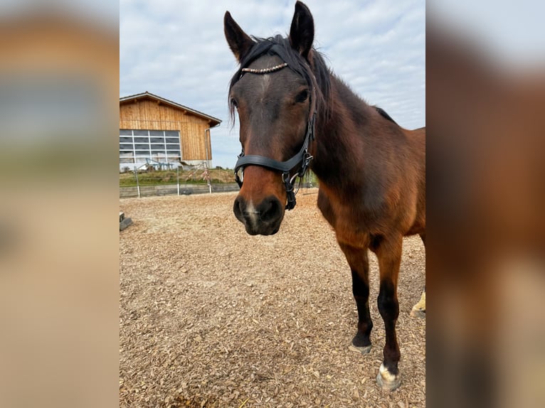 Ungarisches Sportpferd Wallach 8 Jahre 148 cm Brauner in Postmünster