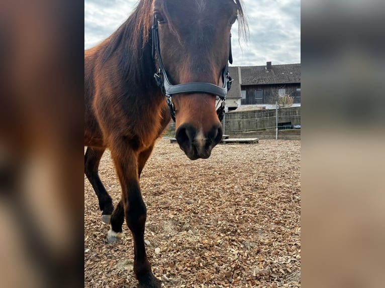 Ungarisches Sportpferd Wallach 8 Jahre 148 cm Brauner in Postmünster