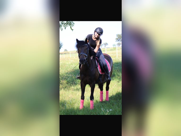 Ungarisches Sportpferd Wallach 8 Jahre 150 cm Brauner in St valentin