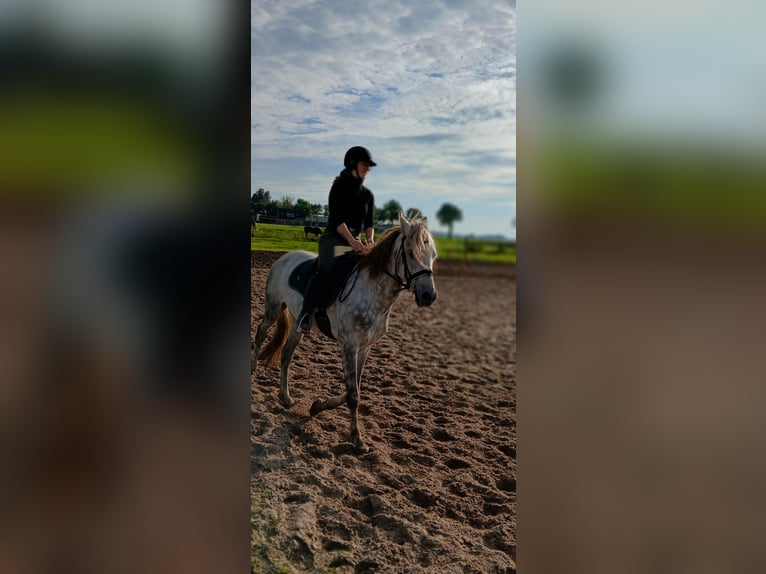Ungarisches Sportpferd Wallach 8 Jahre 151 cm Apfelschimmel in Rouveen