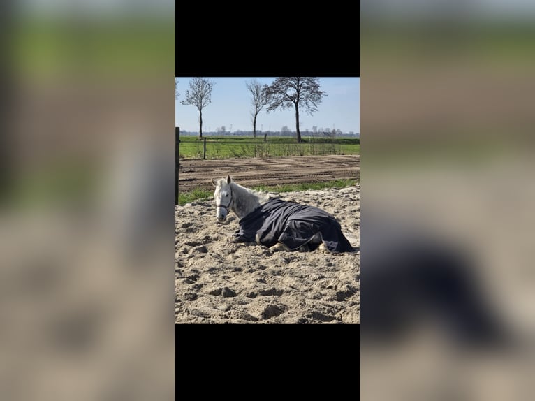 Ungarisches Sportpferd Wallach 8 Jahre 151 cm Apfelschimmel in Rouveen