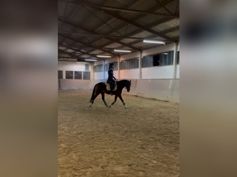 Ungarisches Sportpferd Wallach 8 Jahre 151 cm Brauner in Breitenfurt bei Wien