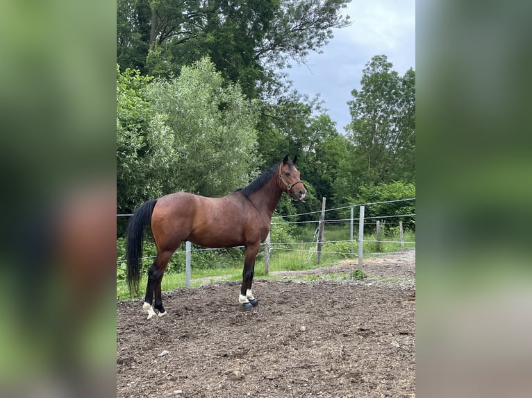 Ungarisches Sportpferd Wallach 8 Jahre 151 cm Brauner in Breitenfurt bei Wien