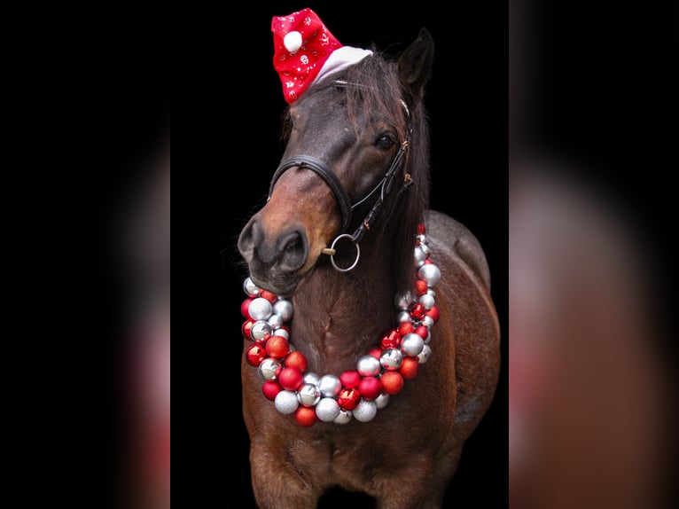 Ungarisches Sportpferd Mix Wallach 8 Jahre 155 cm in Bottrop