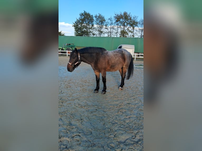 Ungarisches Sportpferd Mix Wallach 8 Jahre 155 cm in Bottrop