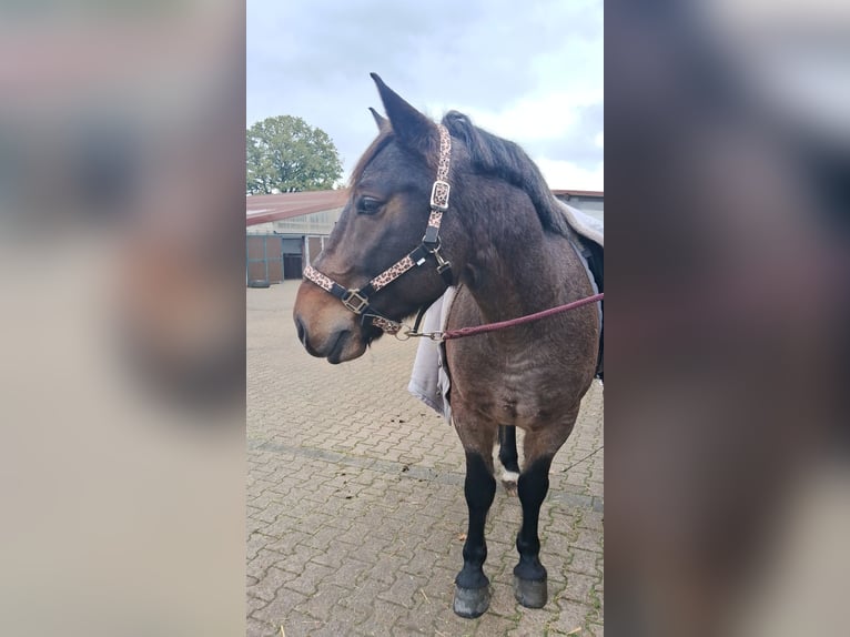 Ungarisches Sportpferd Mix Wallach 8 Jahre 155 cm in Bottrop