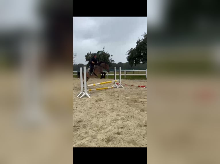 Ungarisches Sportpferd Mix Wallach 8 Jahre 155 cm in Bottrop