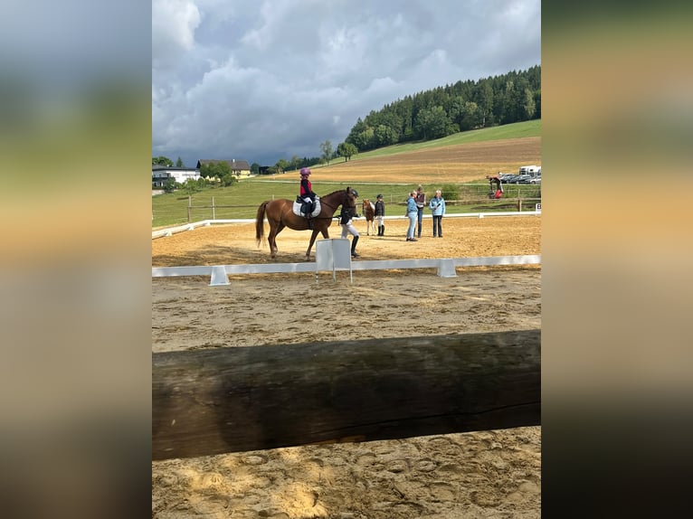 Ungarisches Sportpferd Wallach 8 Jahre 155 cm Fuchs in Aigen-Schlägl