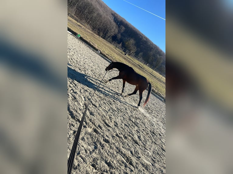 Ungarisches Sportpferd Wallach 8 Jahre 157 cm Brauner in Laab im Walde