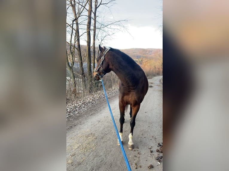 Ungarisches Sportpferd Wallach 8 Jahre 157 cm Brauner in Laab im Walde