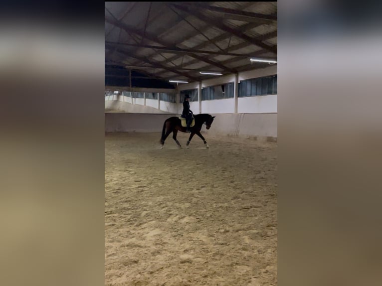 Ungarisches Sportpferd Wallach 8 Jahre 157 cm Brauner in Laab im Walde