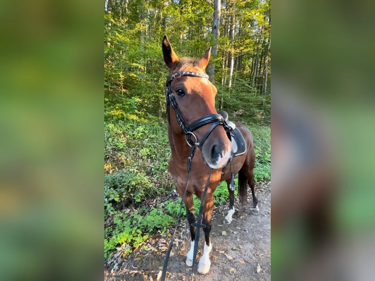 Ungarisches Sportpferd Wallach 8 Jahre 157 cm Brauner in Laab im Walde