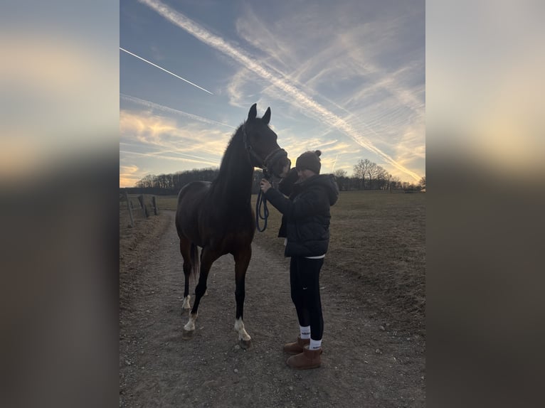 Ungarisches Sportpferd Wallach 8 Jahre 157 cm Brauner in Laab im Walde