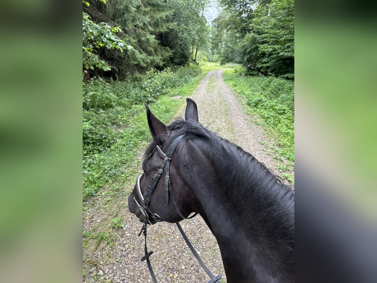 Ungarisches Sportpferd Mix Wallach 8 Jahre 157 cm Rappe in Vilgertshofen