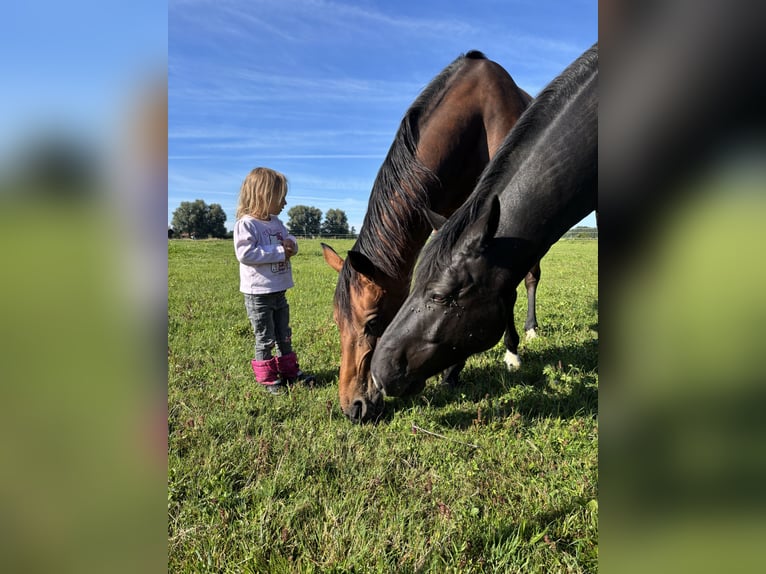 Ungarisches Sportpferd Mix Wallach 8 Jahre 157 cm Rappe in Vilgertshofen