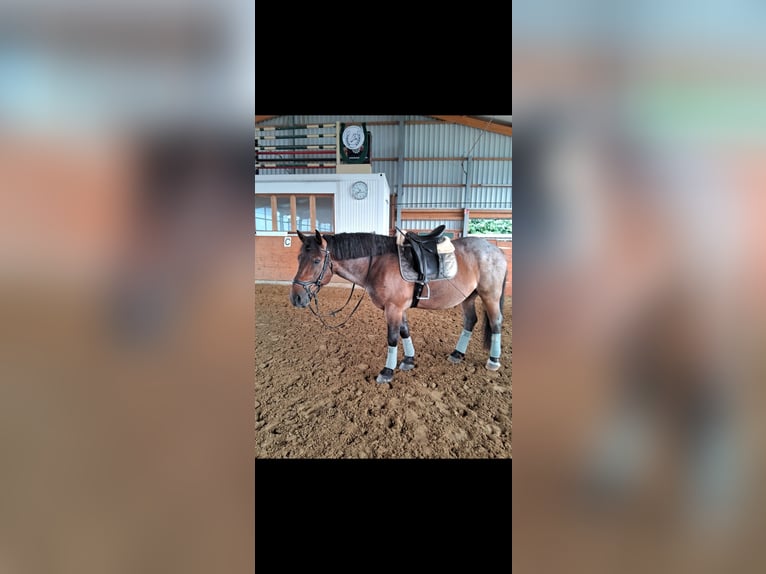 Ungarisches Sportpferd Mix Wallach 8 Jahre 158 cm Rotschimmel in Bottrop