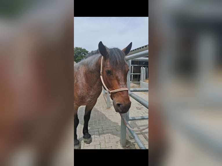 Ungarisches Sportpferd Mix Wallach 8 Jahre 158 cm Rotschimmel in Bottrop