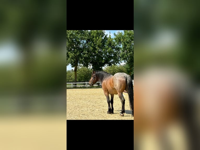 Ungarisches Sportpferd Mix Wallach 8 Jahre 158 cm Rotschimmel in Bottrop
