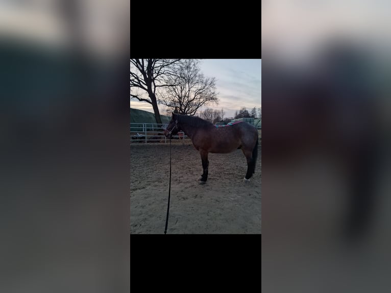 Ungarisches Sportpferd Mix Wallach 8 Jahre 158 cm Rotschimmel in Bottrop