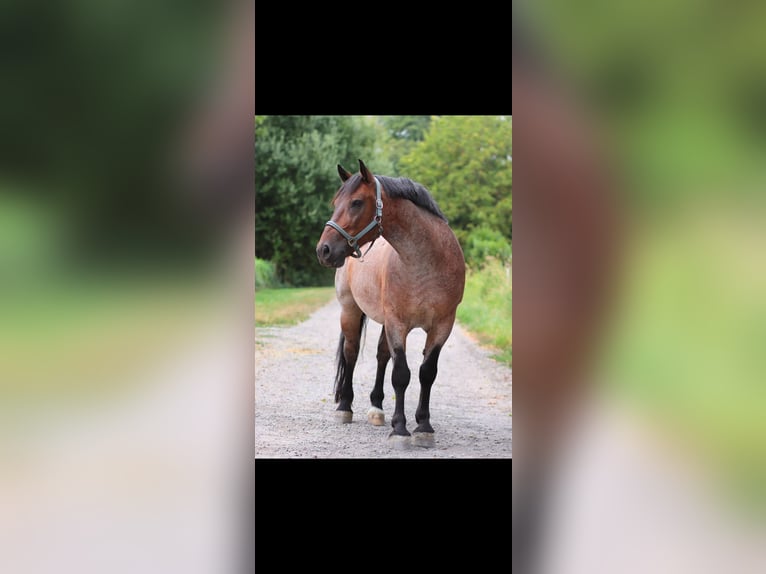Ungarisches Sportpferd Mix Wallach 8 Jahre 158 cm Rotschimmel in Bottrop