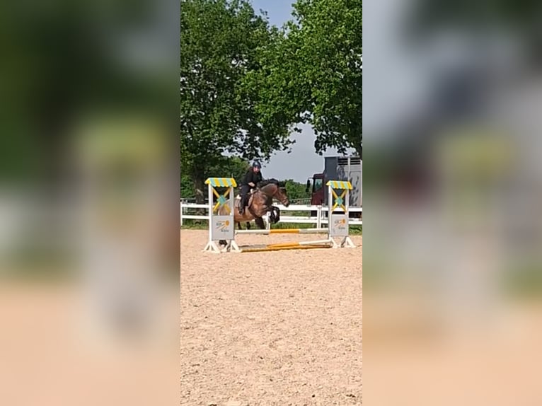 Ungarisches Sportpferd Mix Wallach 8 Jahre 158 cm Rotschimmel in Bottrop