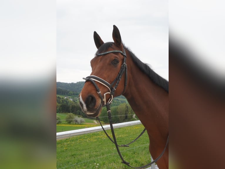 Ungarisches Sportpferd Wallach 8 Jahre 160 cm Brauner in Ulrichsberg