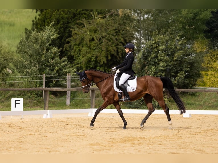 Ungarisches Sportpferd Wallach 8 Jahre 160 cm Brauner in Ulrichsberg