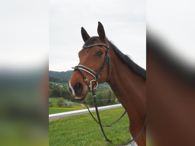 Ungarisches Sportpferd Wallach 8 Jahre 160 cm Brauner in Hintenberg
