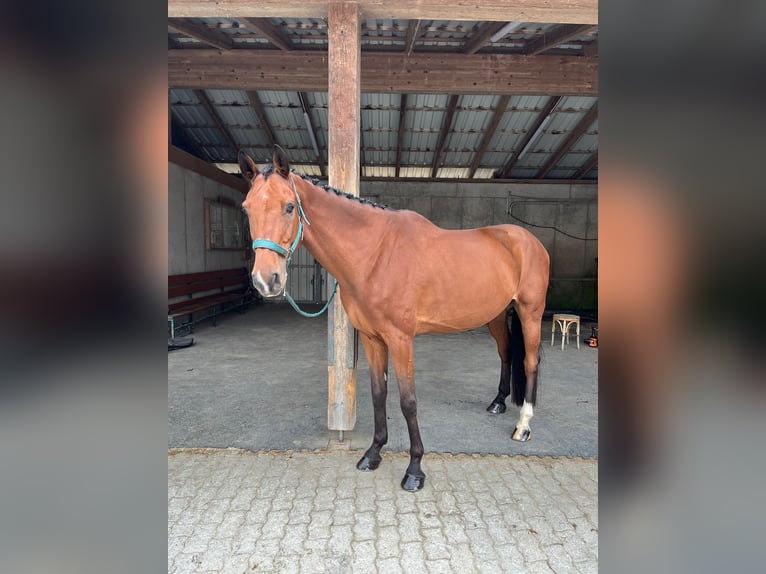 Ungarisches Sportpferd Wallach 8 Jahre 160 cm Brauner in Hintenberg