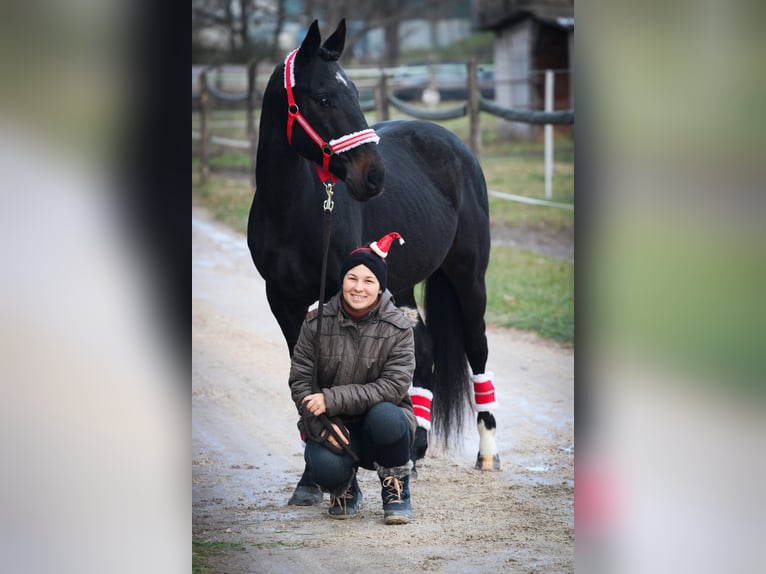 Ungarisches Sportpferd Mix Wallach 8 Jahre 160 cm Dunkelbrauner in Győr