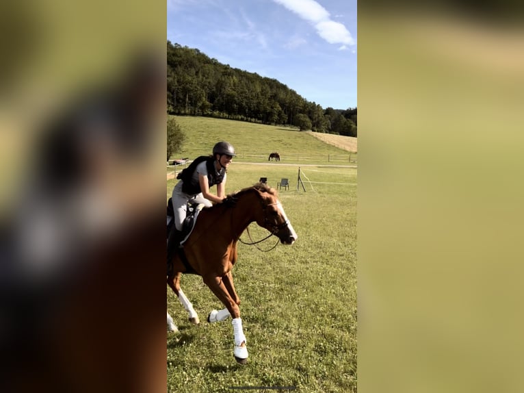 Ungarisches Sportpferd Wallach 8 Jahre 160 cm Dunkelfuchs in Ebreichsdorf