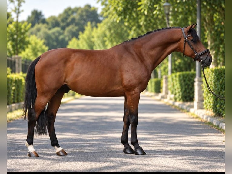Ungarisches Sportpferd Wallach 8 Jahre 160 cm Rotbrauner in Achau