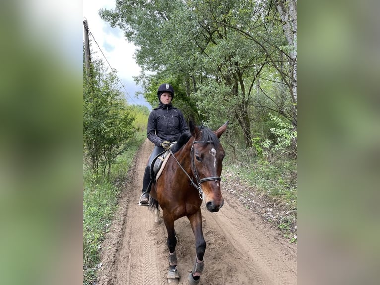 Ungarisches Sportpferd Mix Wallach 8 Jahre 163 cm Dunkelbrauner in Nagyk&#xE1;ta