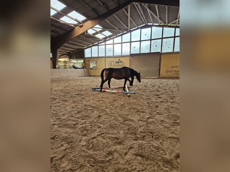 Ungarisches Sportpferd Wallach 8 Jahre 163 cm Dunkelbrauner in Wermelskirchen