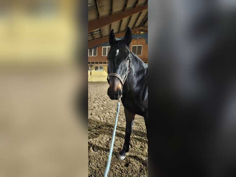 Ungarisches Sportpferd Wallach 8 Jahre 163 cm Dunkelbrauner in Wermelskirchen