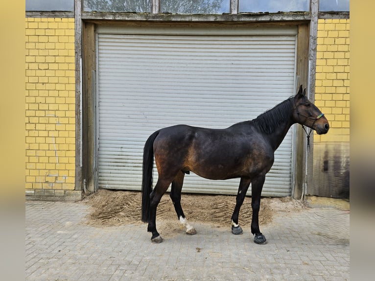 Ungarisches Sportpferd Wallach 8 Jahre 163 cm Dunkelbrauner in Wermelskirchen