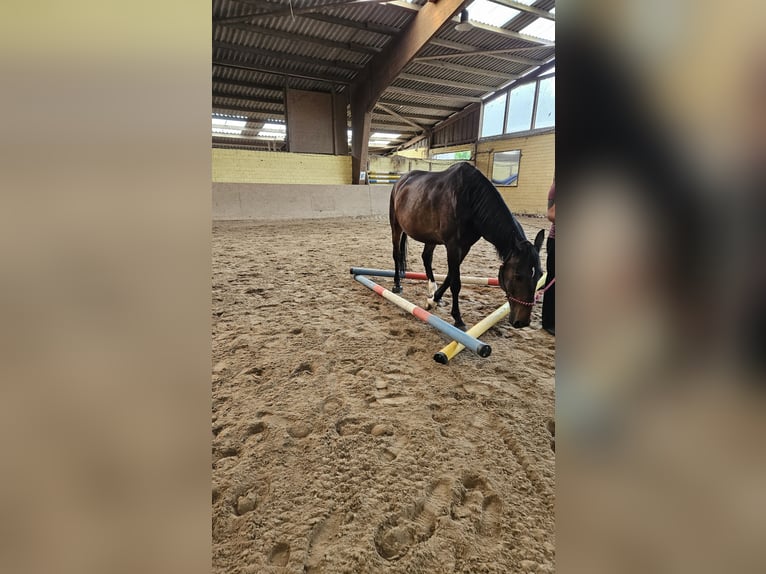 Ungarisches Sportpferd Wallach 8 Jahre 163 cm Dunkelbrauner in Wermelskirchen