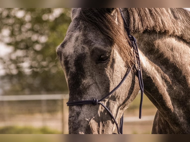 Ungarisches Sportpferd Wallach 8 Jahre 165 cm Apfelschimmel in Hausen ob Verena