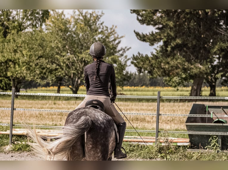 Ungarisches Sportpferd Wallach 8 Jahre 165 cm Apfelschimmel in Hausen ob Verena