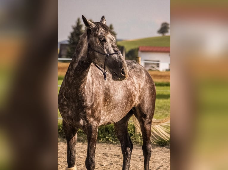 Ungarisches Sportpferd Wallach 8 Jahre 165 cm Apfelschimmel in Hausen ob Verena