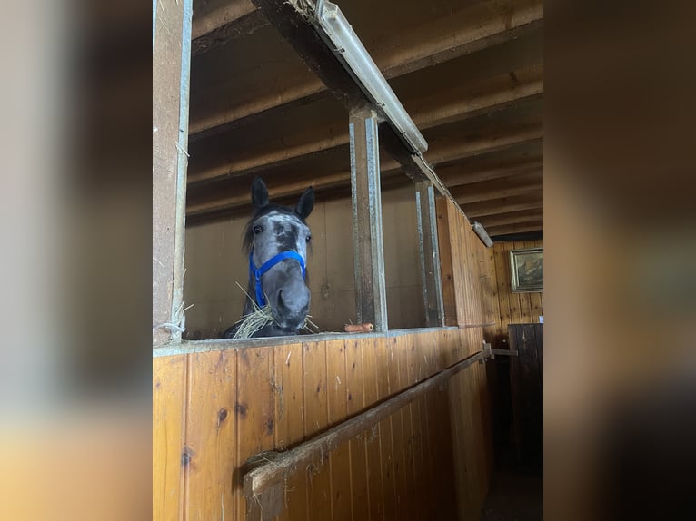 Ungarisches Sportpferd Wallach 8 Jahre 165 cm Apfelschimmel in Hausen ob Verena