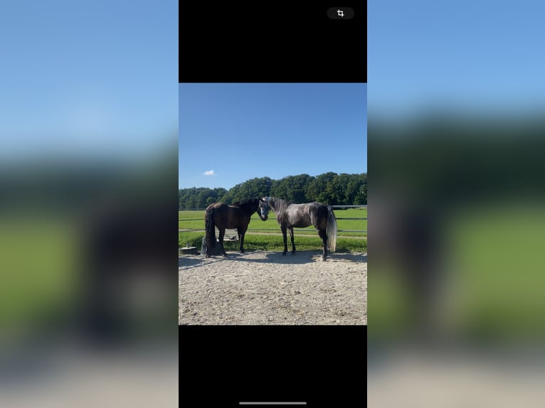 Ungarisches Sportpferd Wallach 8 Jahre 165 cm Apfelschimmel in Hausen ob Verena